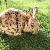 collage image title